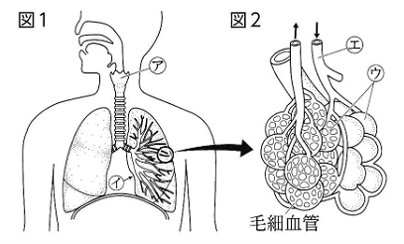 肺とその拡大図