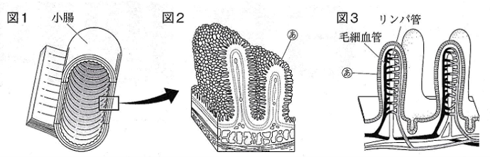 小腸の断面とその拡大図